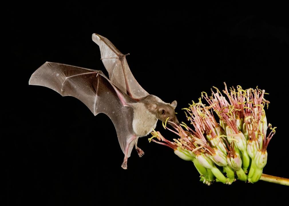 Bats are essential pollinators